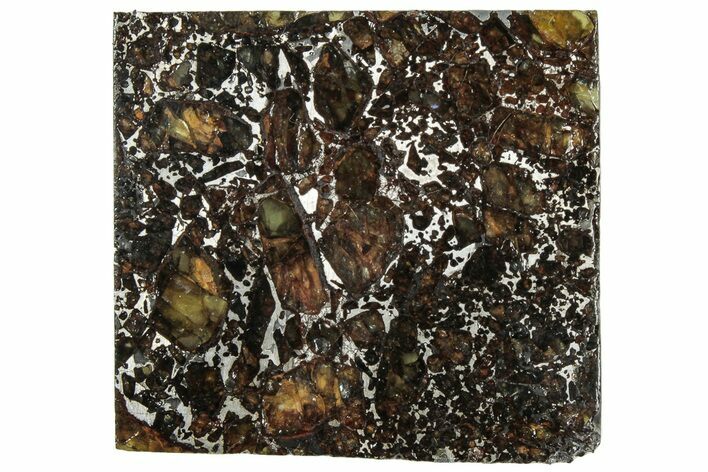 Polished Admire Pallasite Meteorite ( g) Slice - Kansas #307334